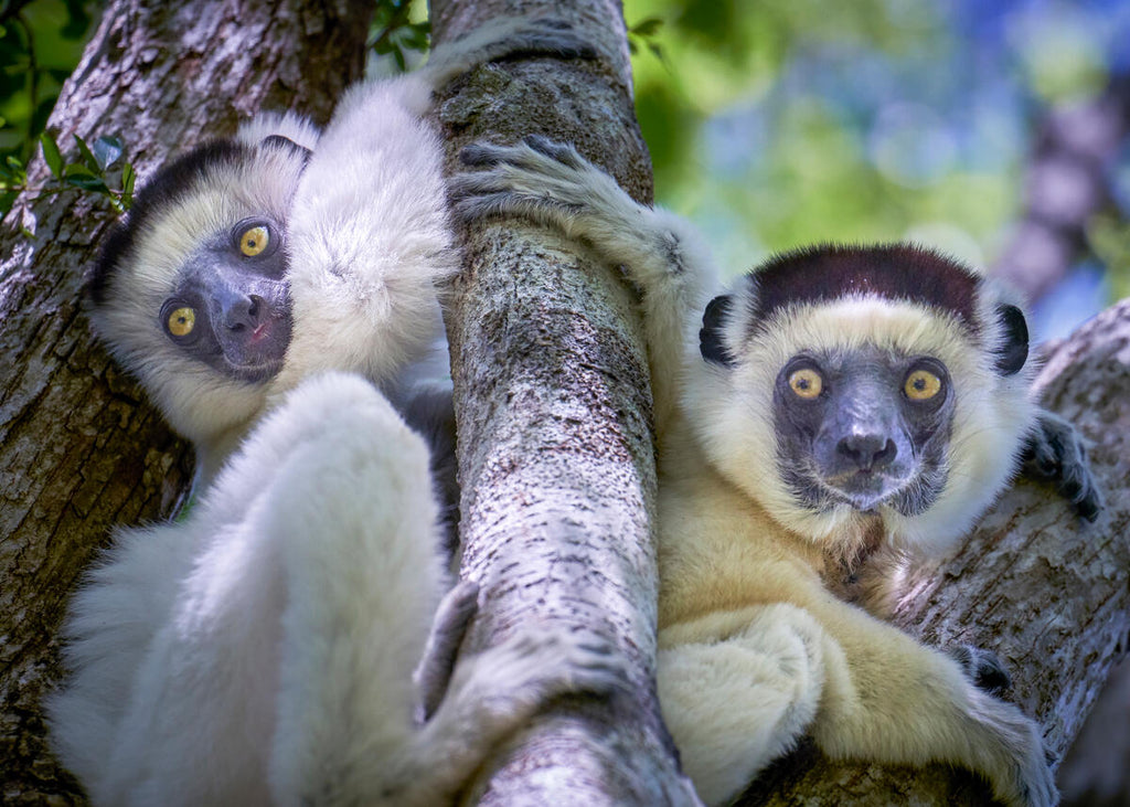 Organic Choice Vestuário Sustentável e Orgânico Homem lemur